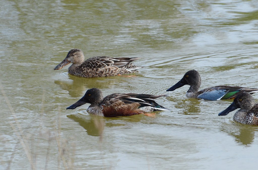 Duck, Northern Shoveler, 2013-01063390 Estero Llano Grande State Park, TX.JPG - Northern Shoveler. Estero Llano Grande State Park, TX, 1-6-2013